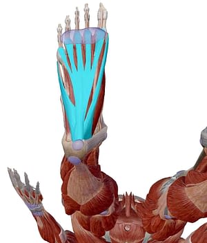 πελματιαία απονευρωσίτιδα